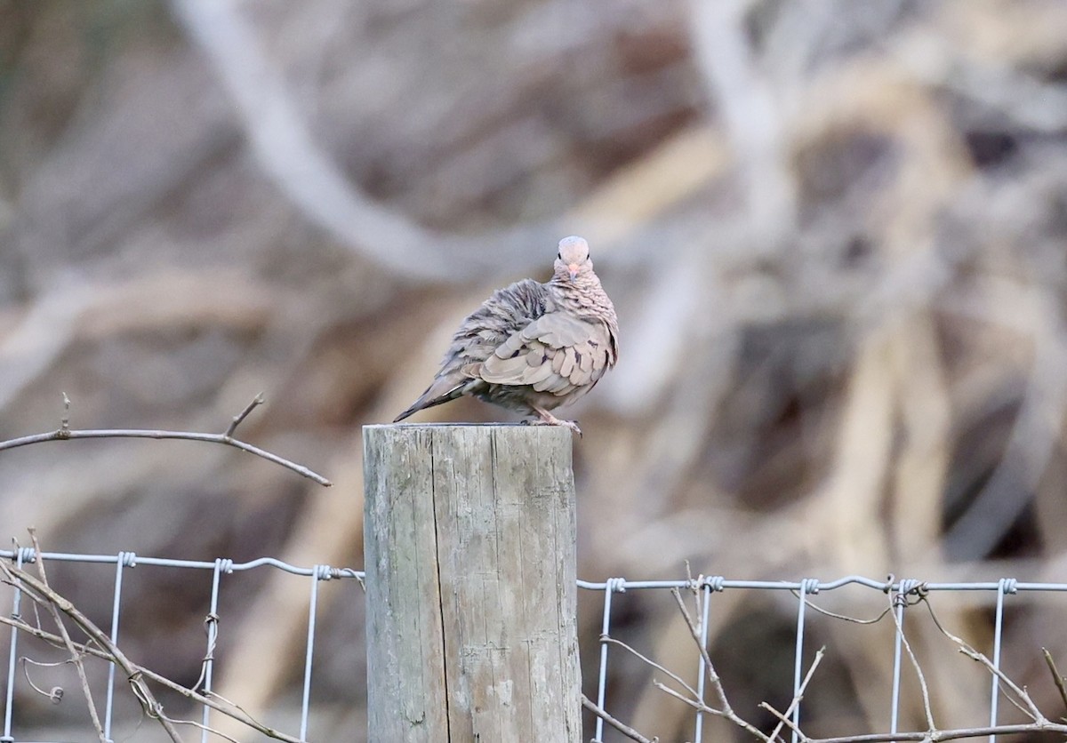 Common Ground Dove - ML638334577