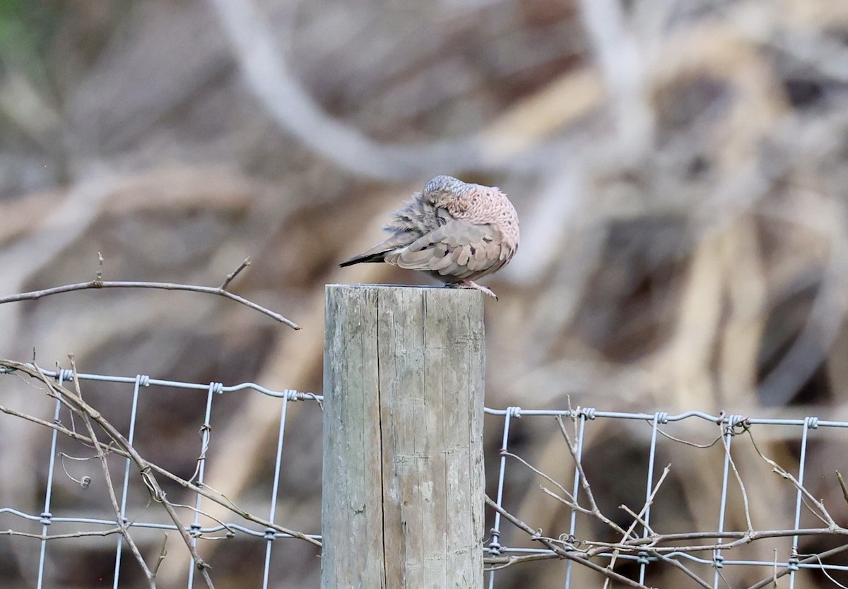 Common Ground Dove - ML638334578