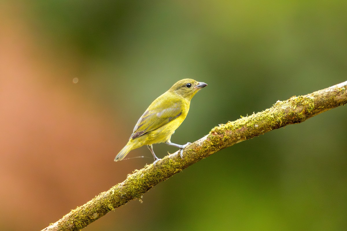 Thick-billed Euphonia - ML638334579