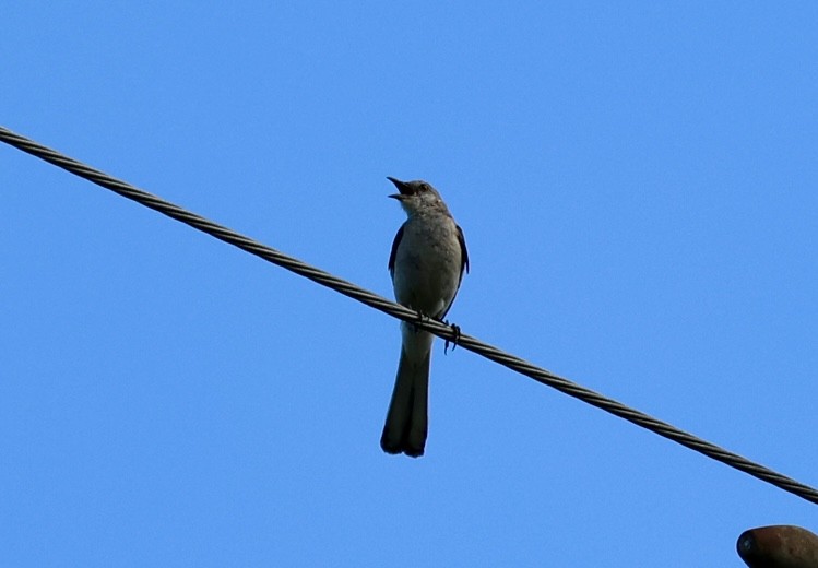 Northern Mockingbird - ML638334584