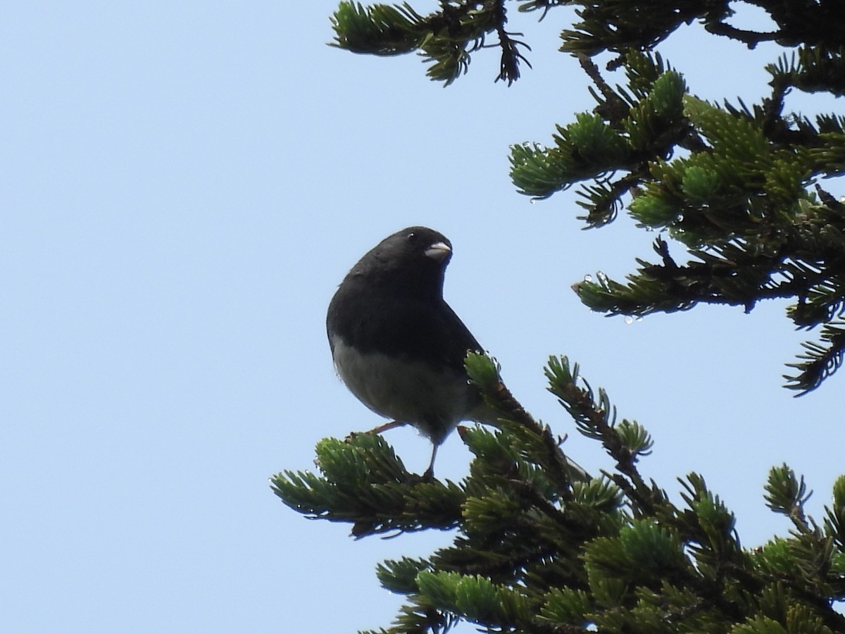Dark-eyed Junco - ML638334591