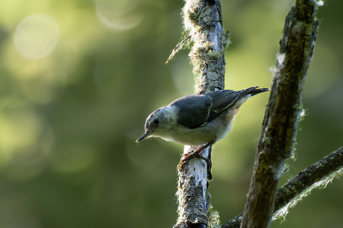 White-breasted Nuthatch (Pacific) - ML638334602