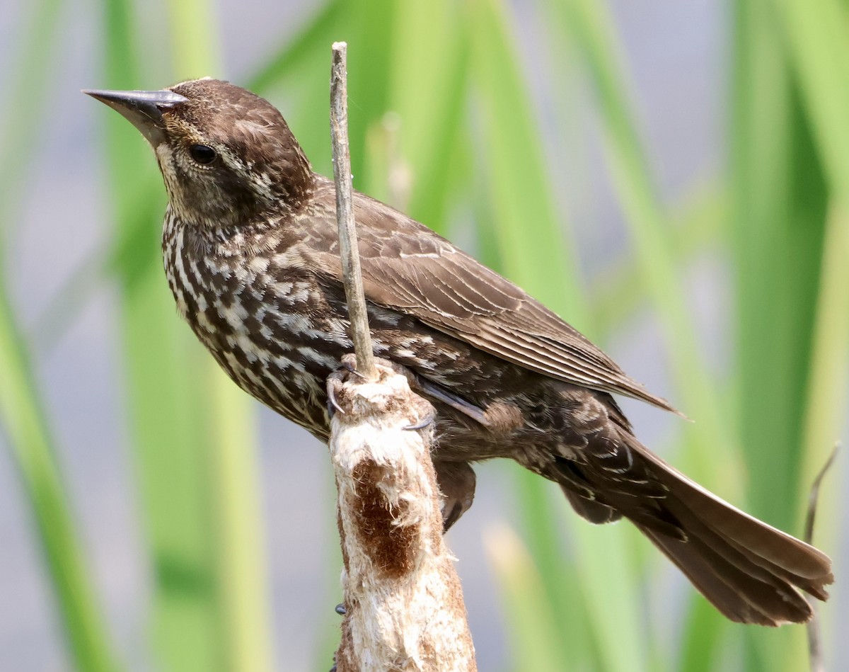 Red-winged Blackbird - ML638334606