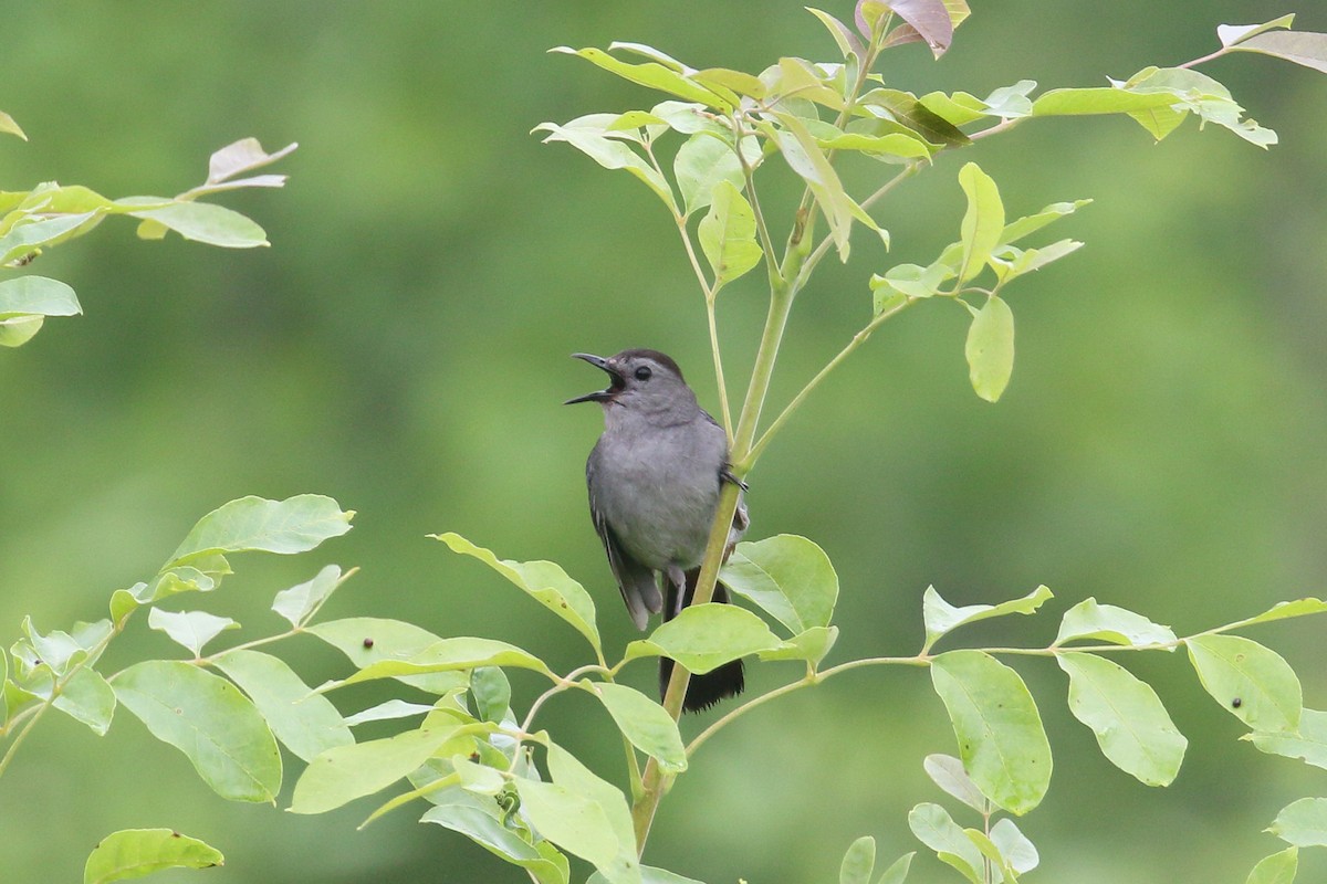 Gray Catbird - ML638334607