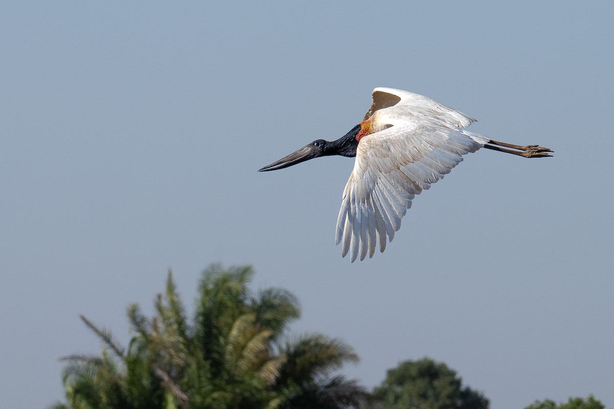 Jabiru - ML638334608