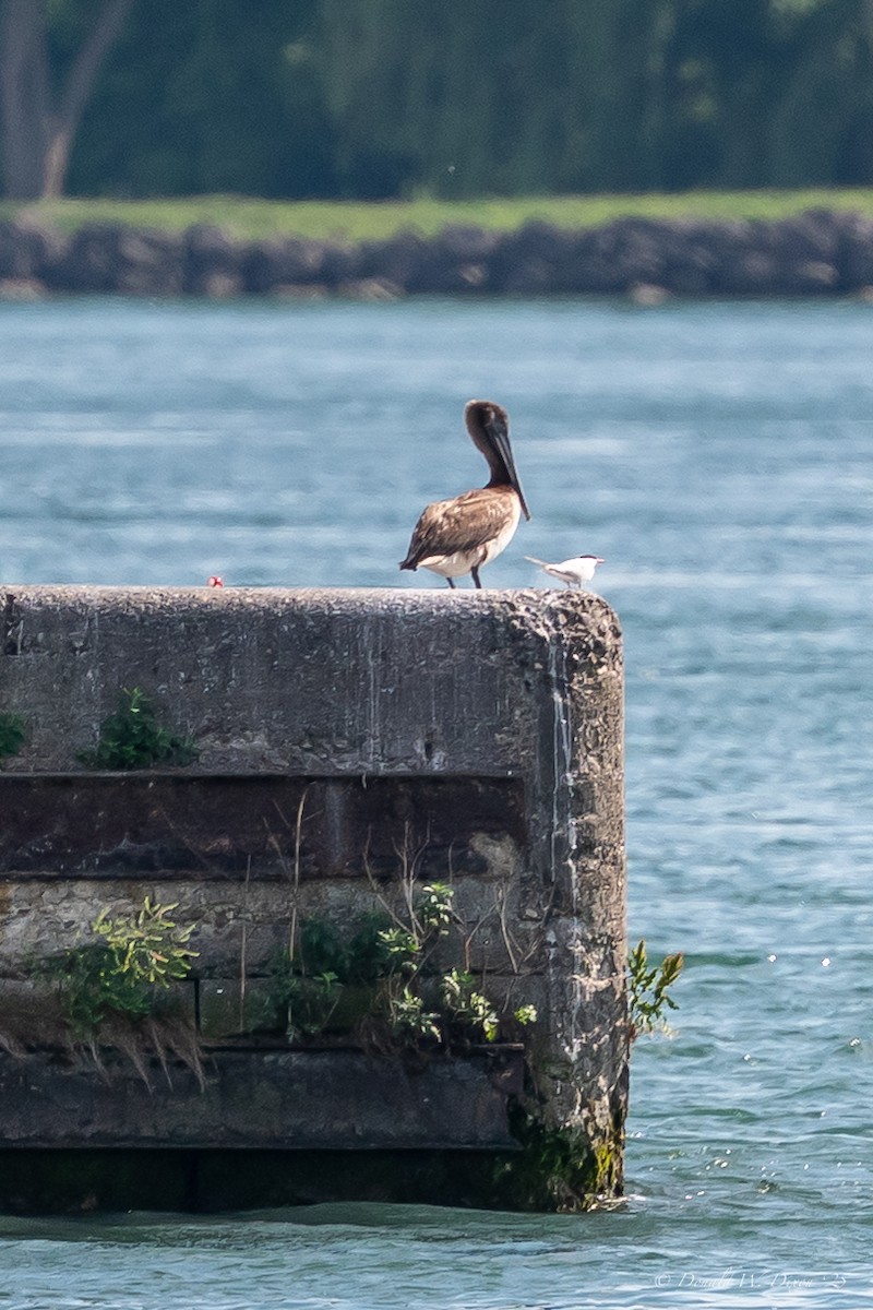Brown Pelican - ML638334614