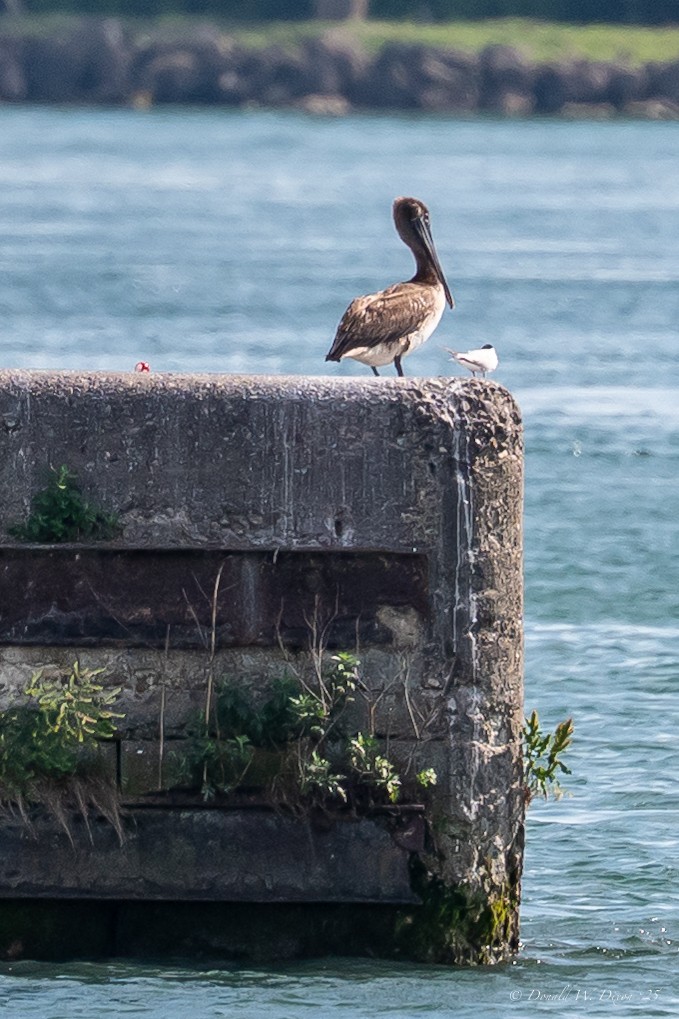 Brown Pelican - ML638334615