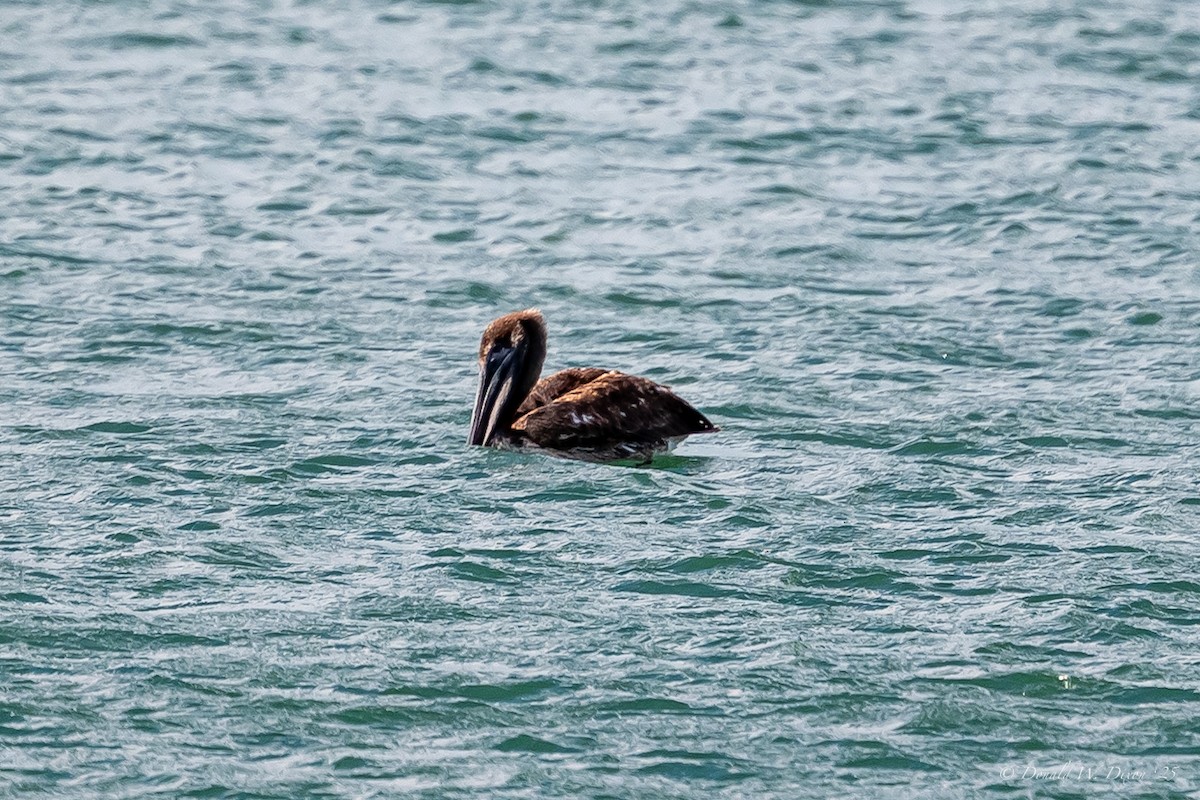 Brown Pelican - ML638334616