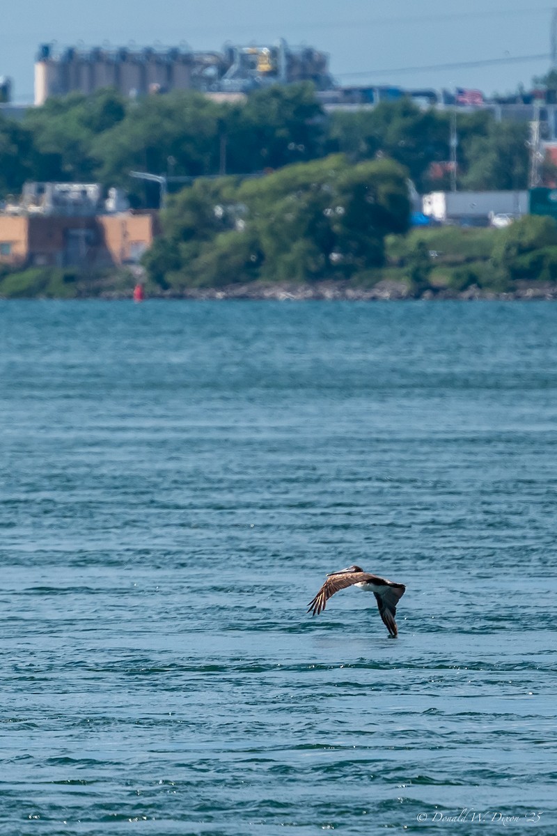 Brown Pelican - ML638334617