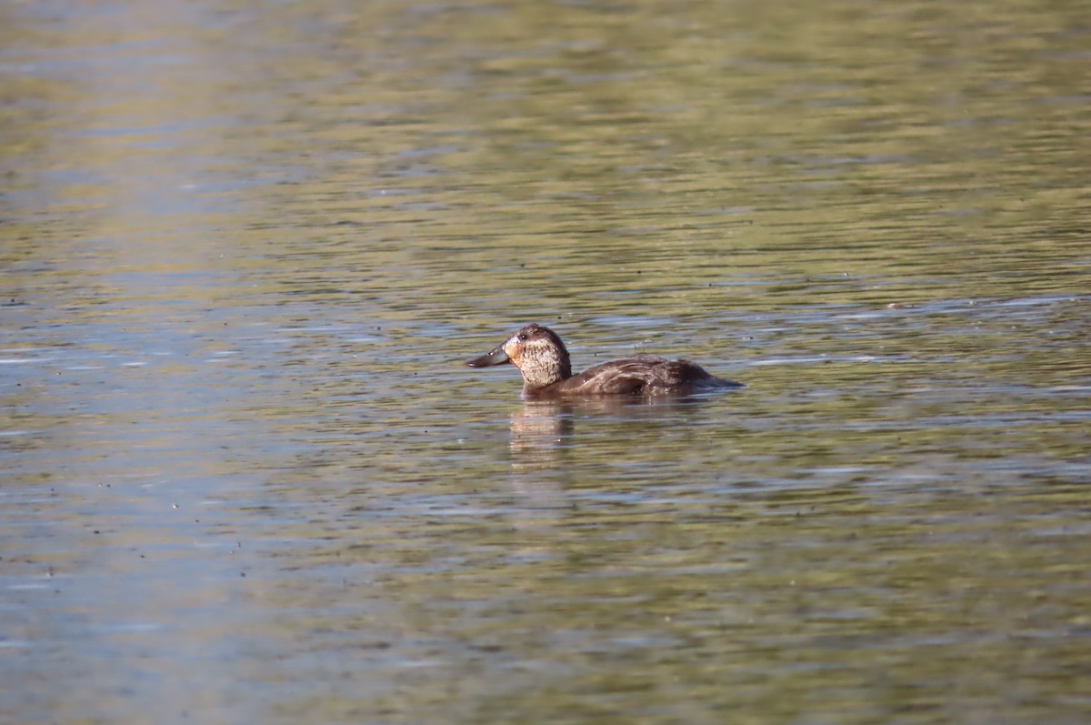 Andean Duck - ML638334624