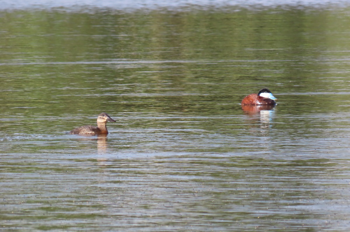 Andean Duck - ML638334625