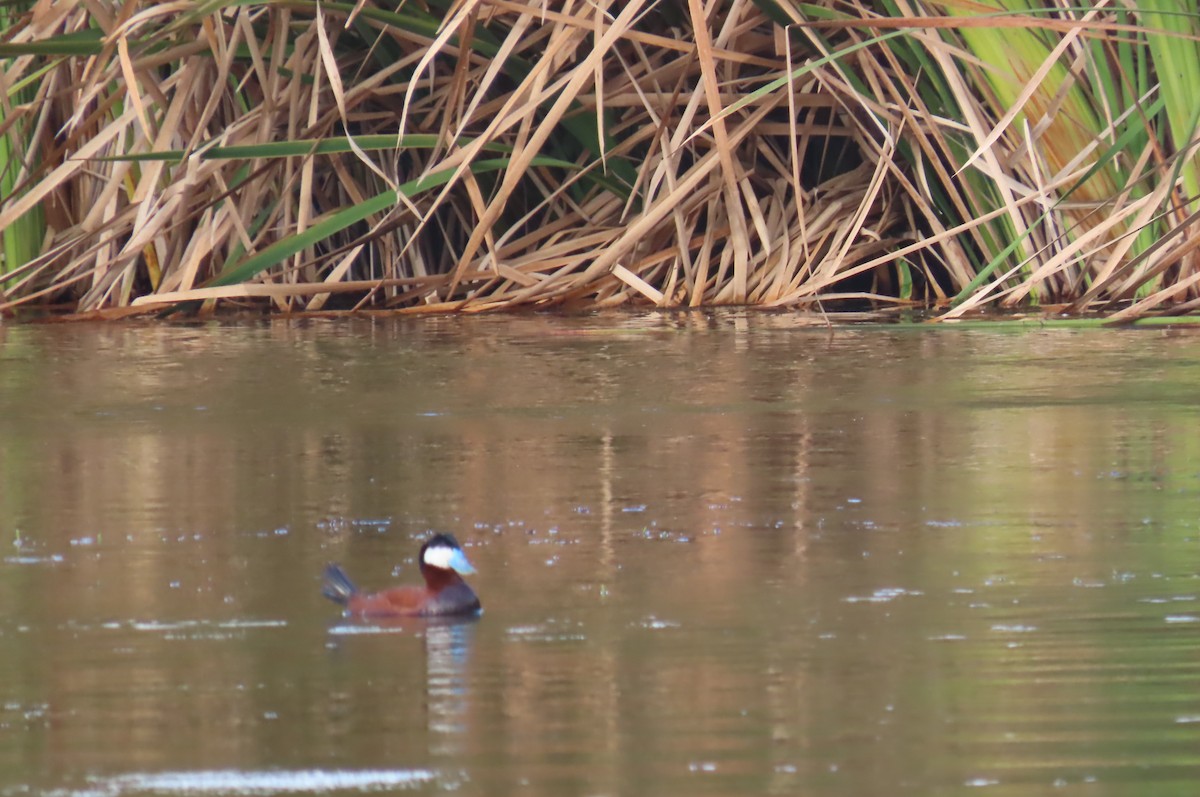 Andean Duck - ML638334626