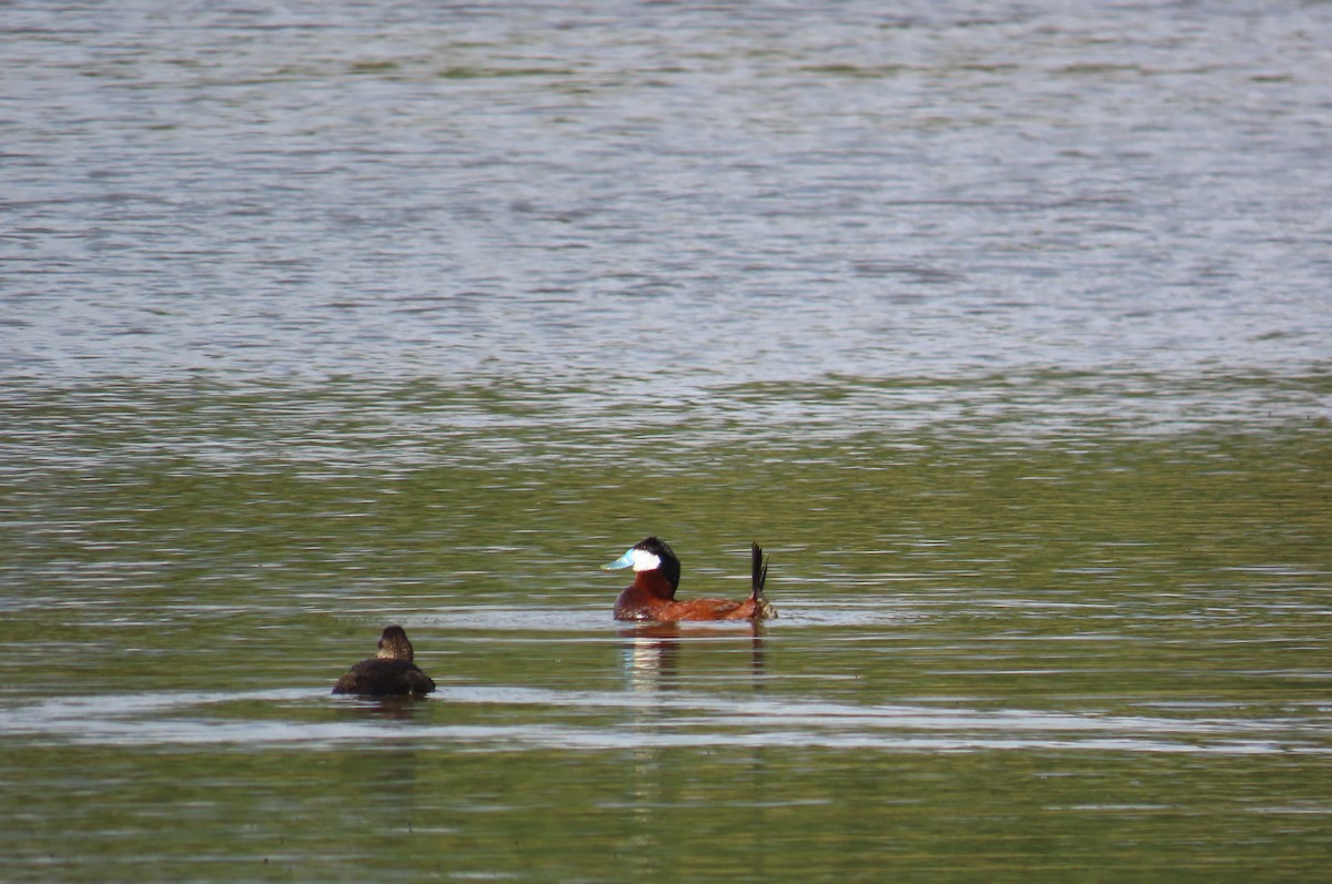 Andean Duck - ML638334627