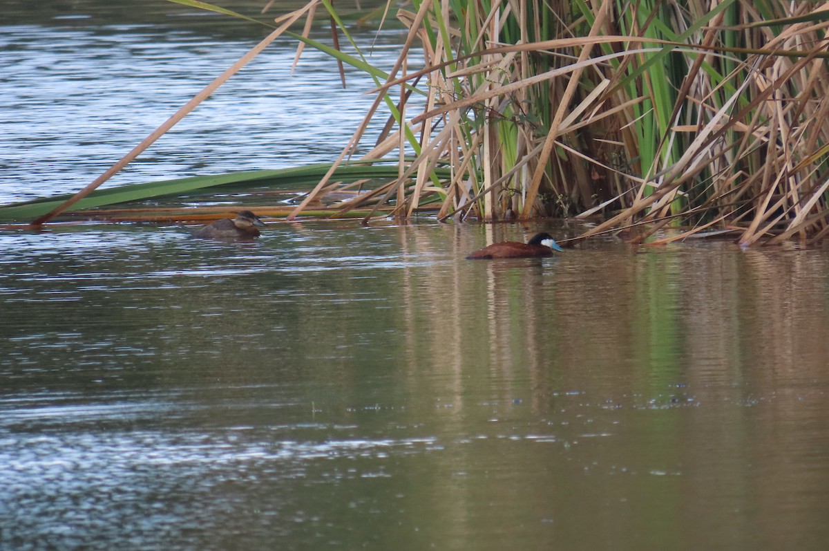 Andean Duck - ML638334628