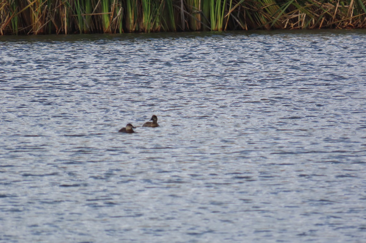 Andean Duck - ML638334629