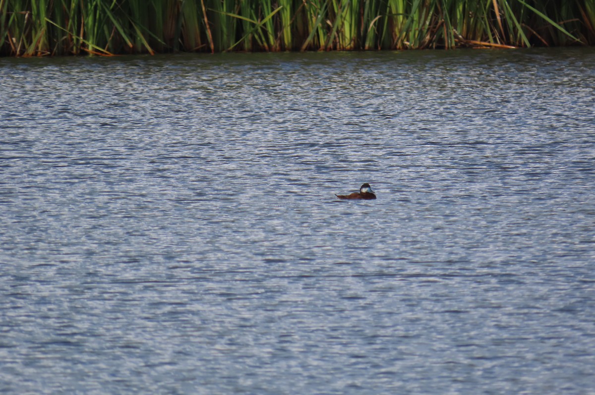 Andean Duck - ML638334630