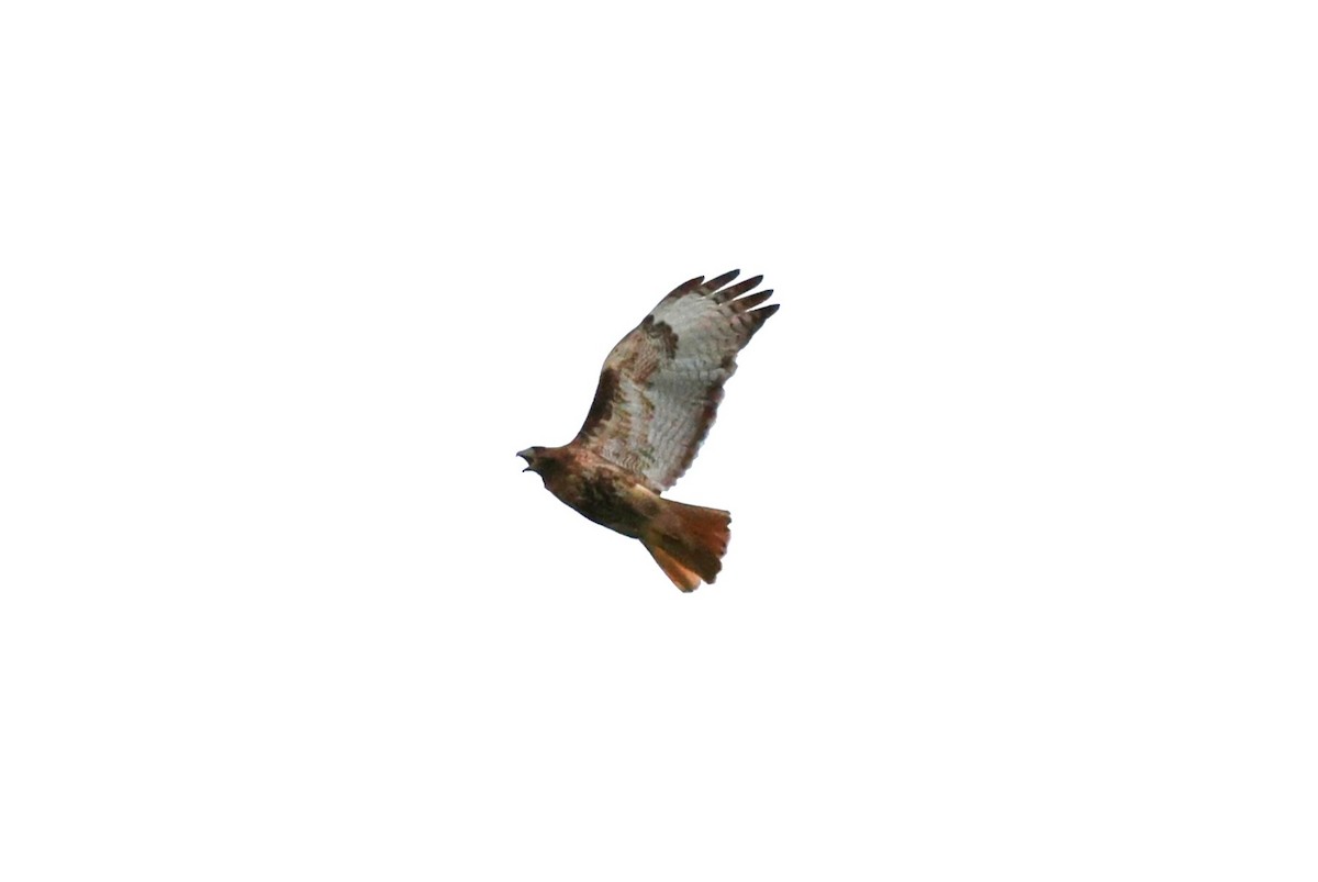 Red-tailed Hawk - ML638334640