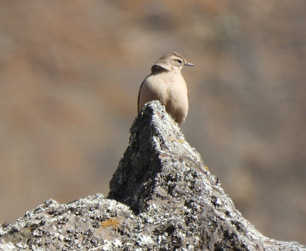 Rufous-banded Miner - ML638334642
