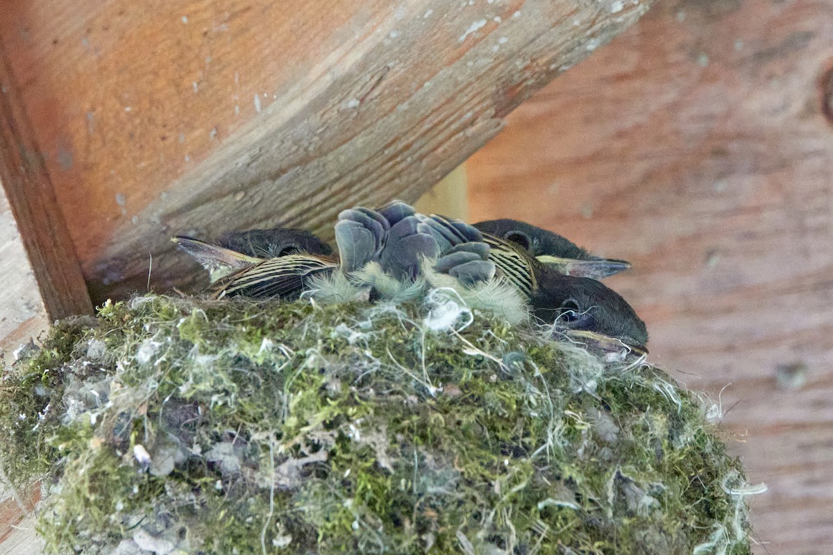 Eastern Phoebe - ML638334646