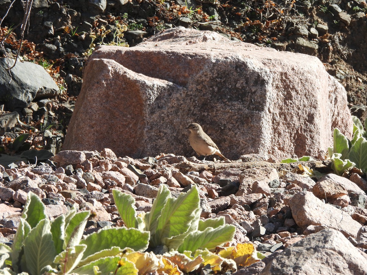 Rufous-banded Miner - ML638334647