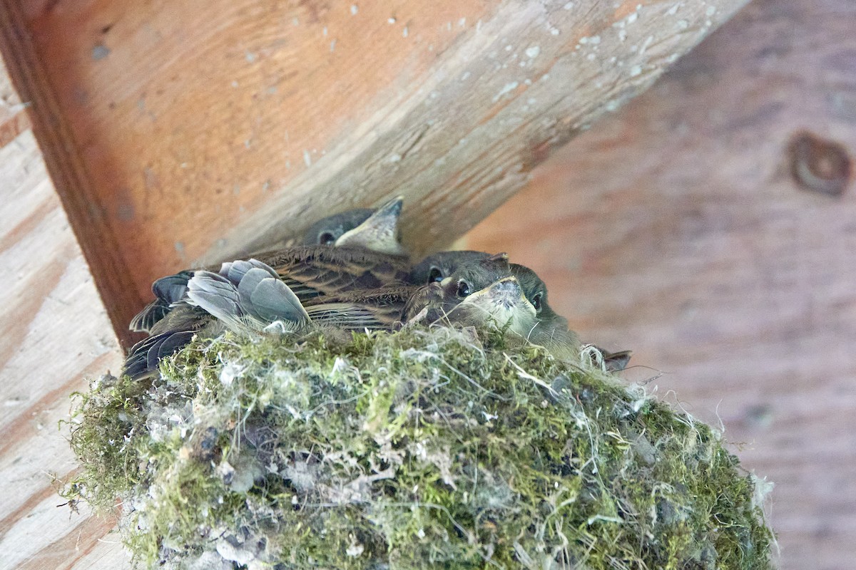 Eastern Phoebe - ML638334648