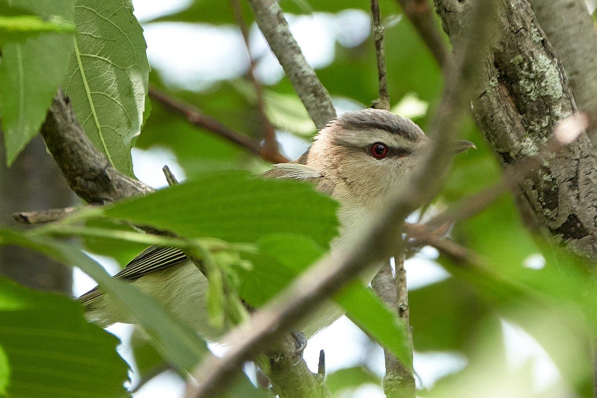 Vireo Ojirrojo - ML638334654
