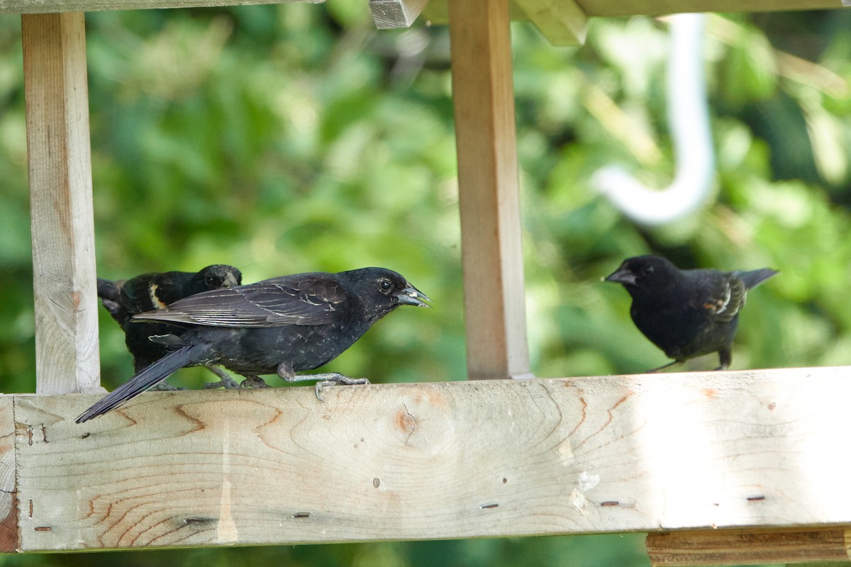 Red-winged Blackbird - ML638334702