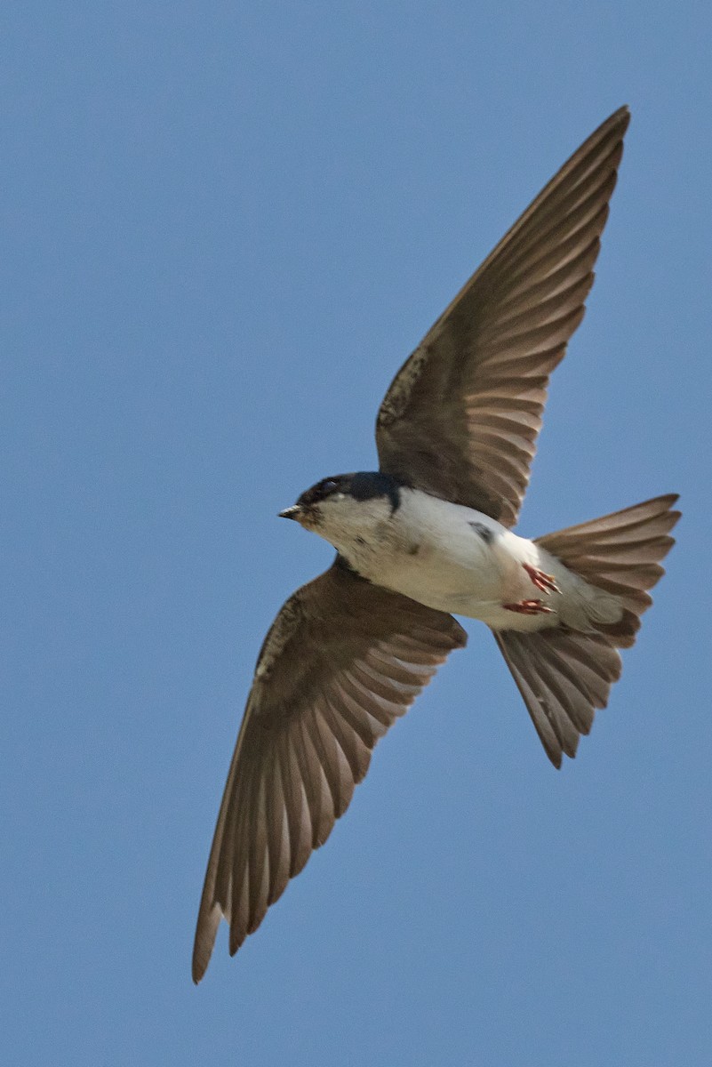 Tree Swallow - ML638334706