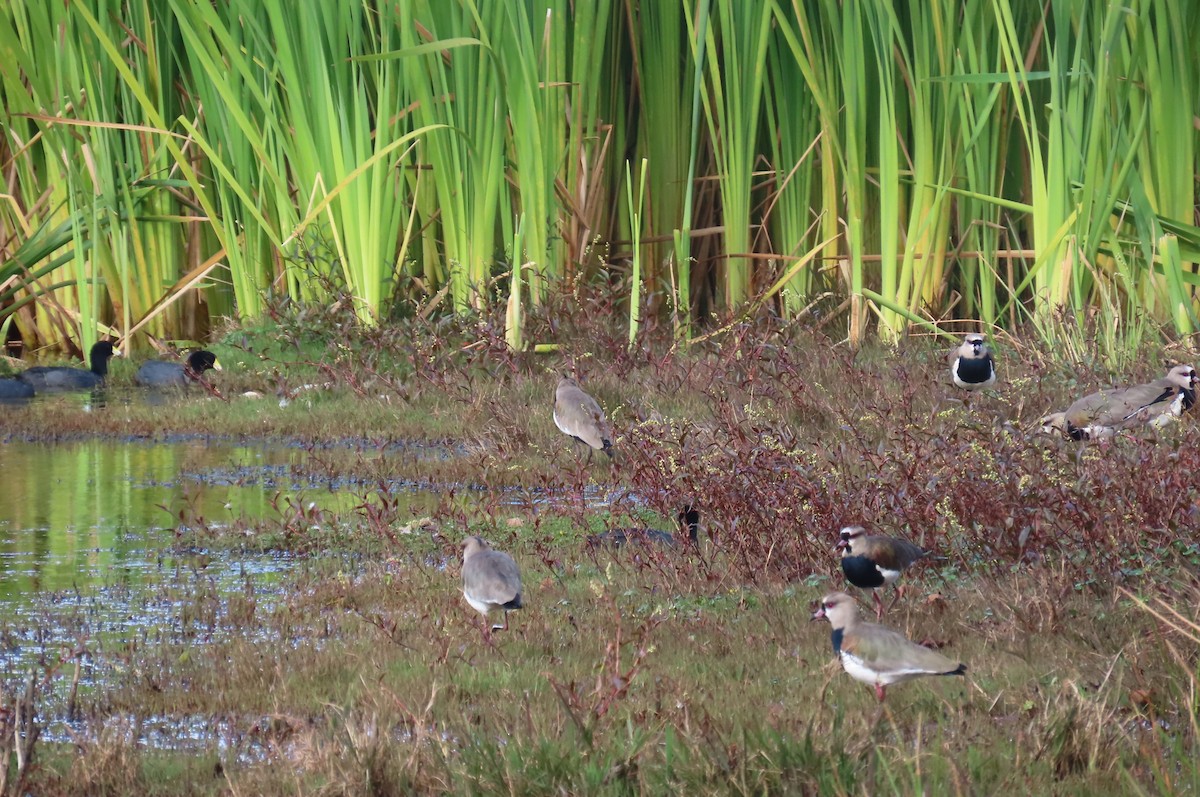 Southern Lapwing - ML638334725