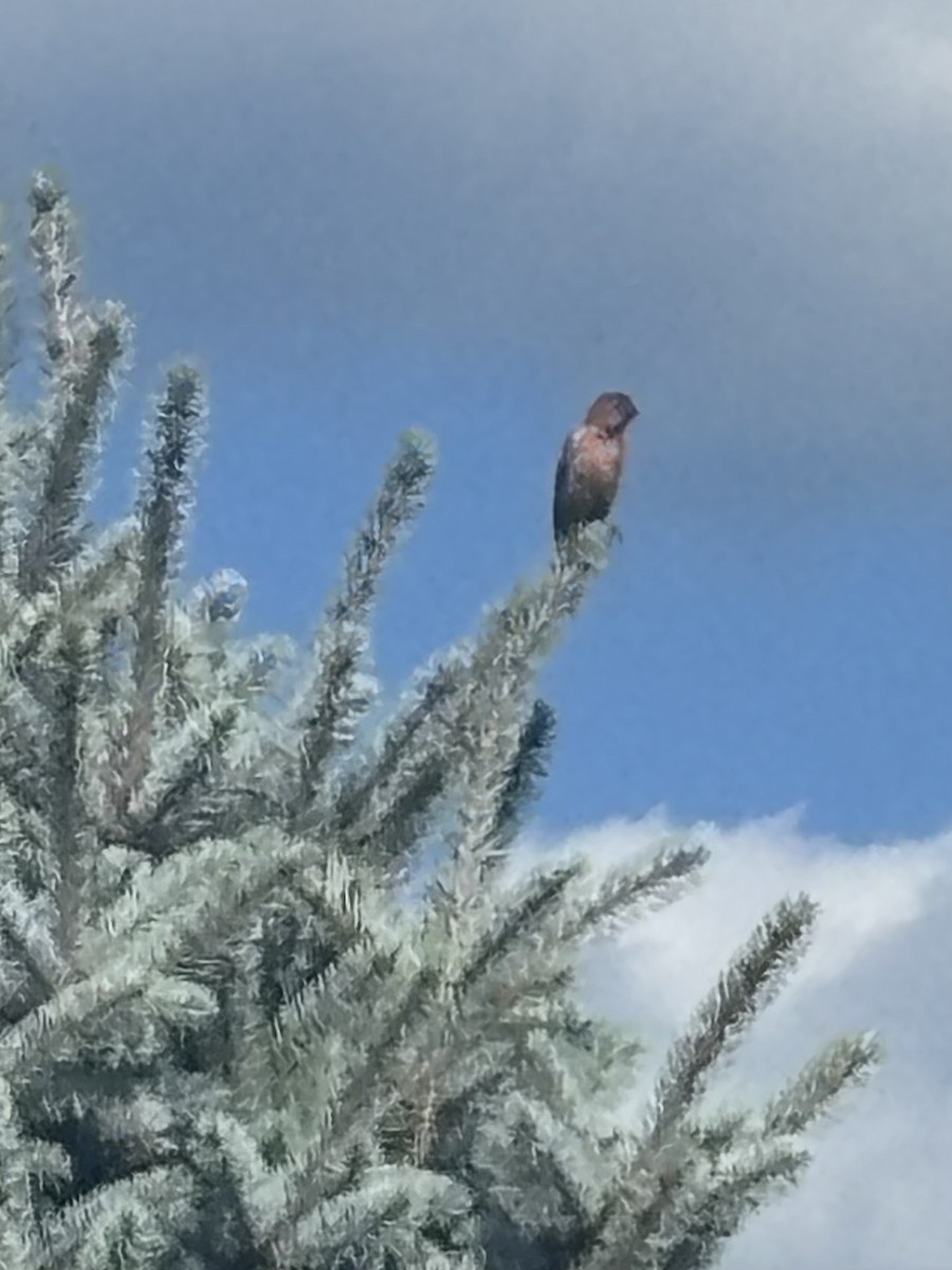 House Finch - ML638334730