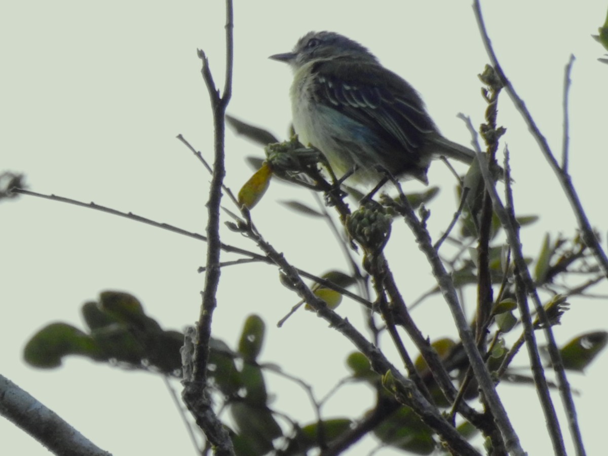 Southern Beardless-Tyrannulet - ML638334731