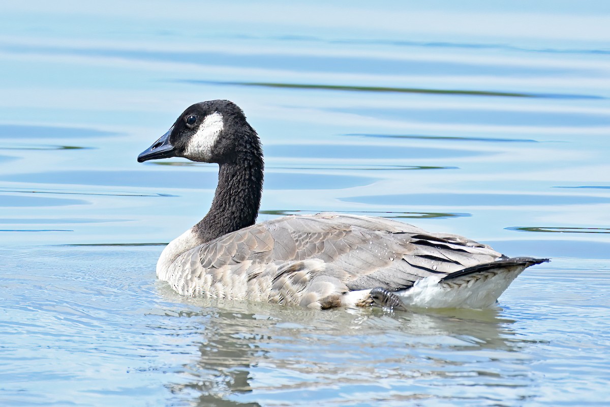 Branta kanadar handia - ML638334732
