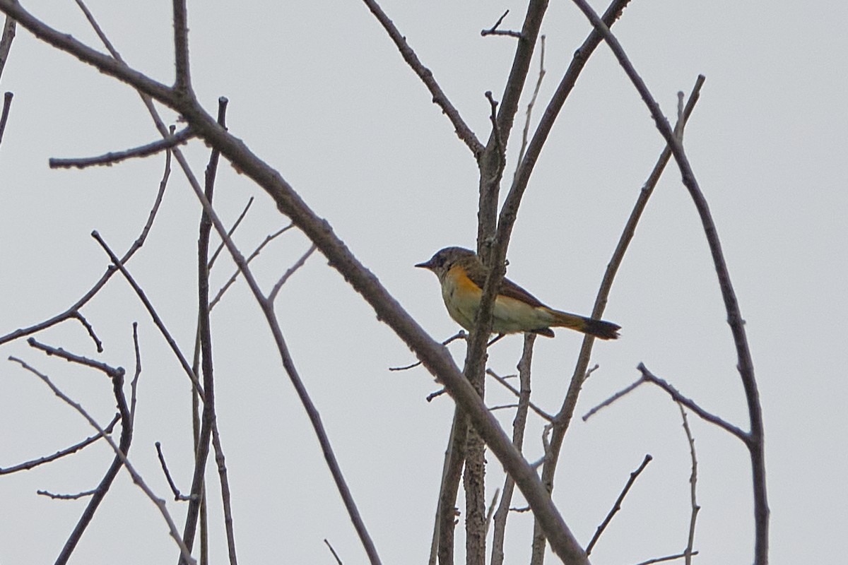 rødstjertparula - ML638334735