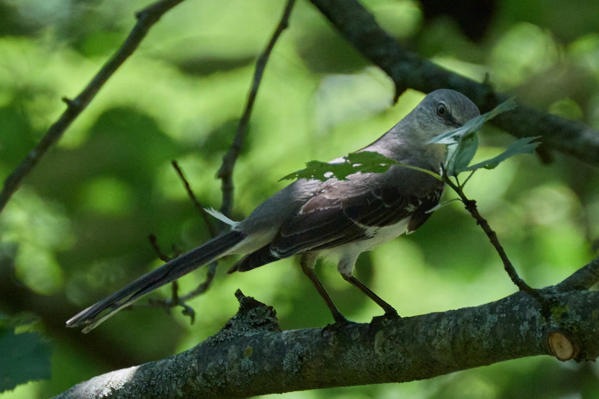 Northern Mockingbird - ML638334737