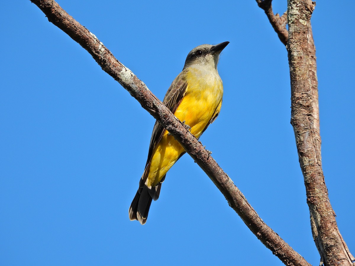 White-throated Kingbird - ML638334746
