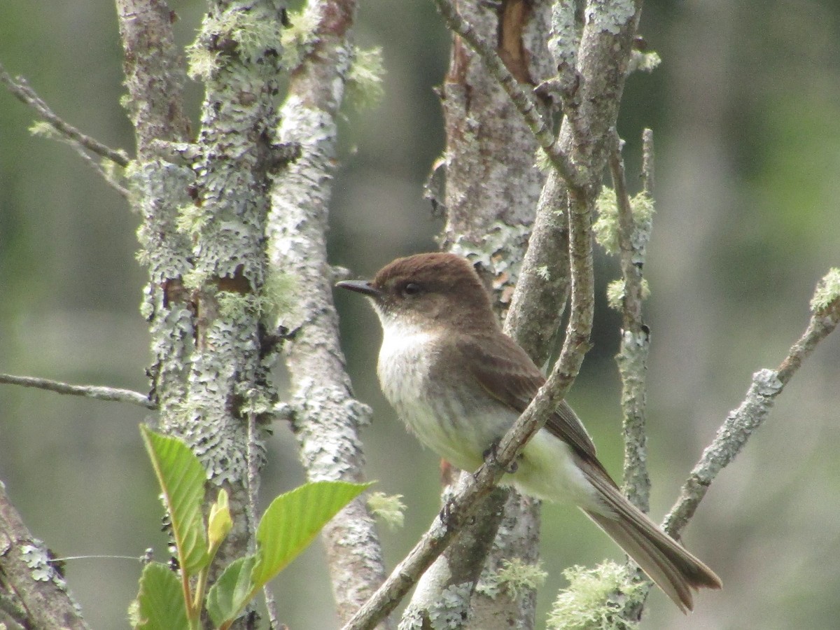 Eastern Phoebe - ML638334751