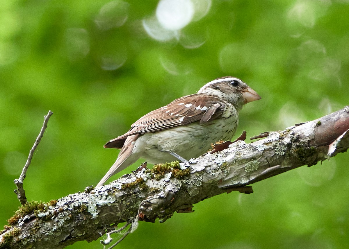Rose-breasted Grosbeak - ML638334753