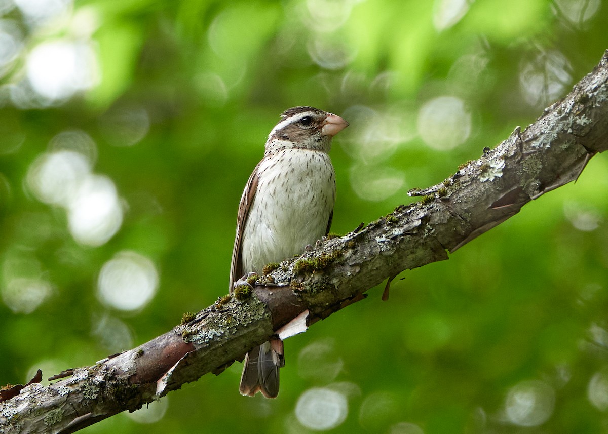 Rose-breasted Grosbeak - ML638334754