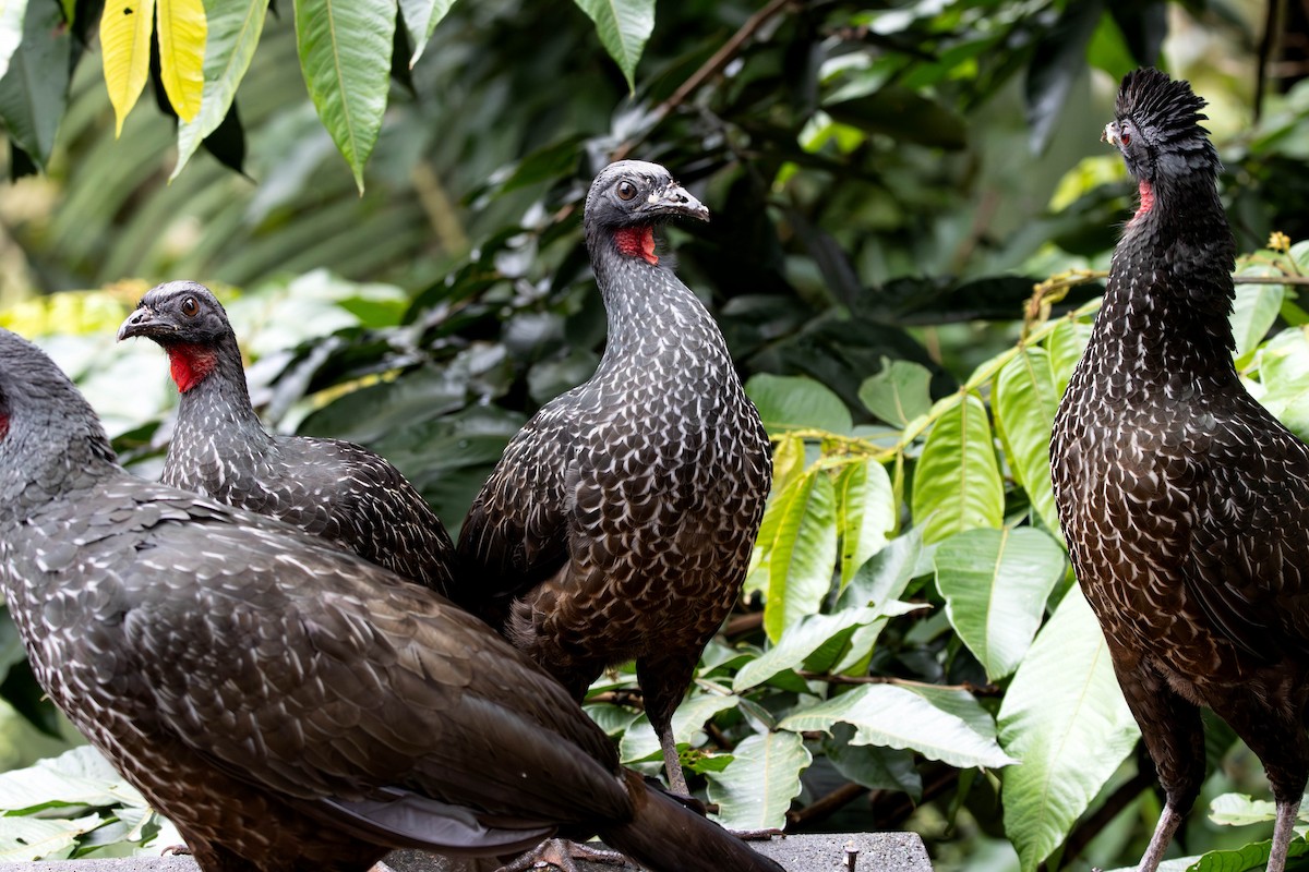 Dusky-legged Guan - ML638334756