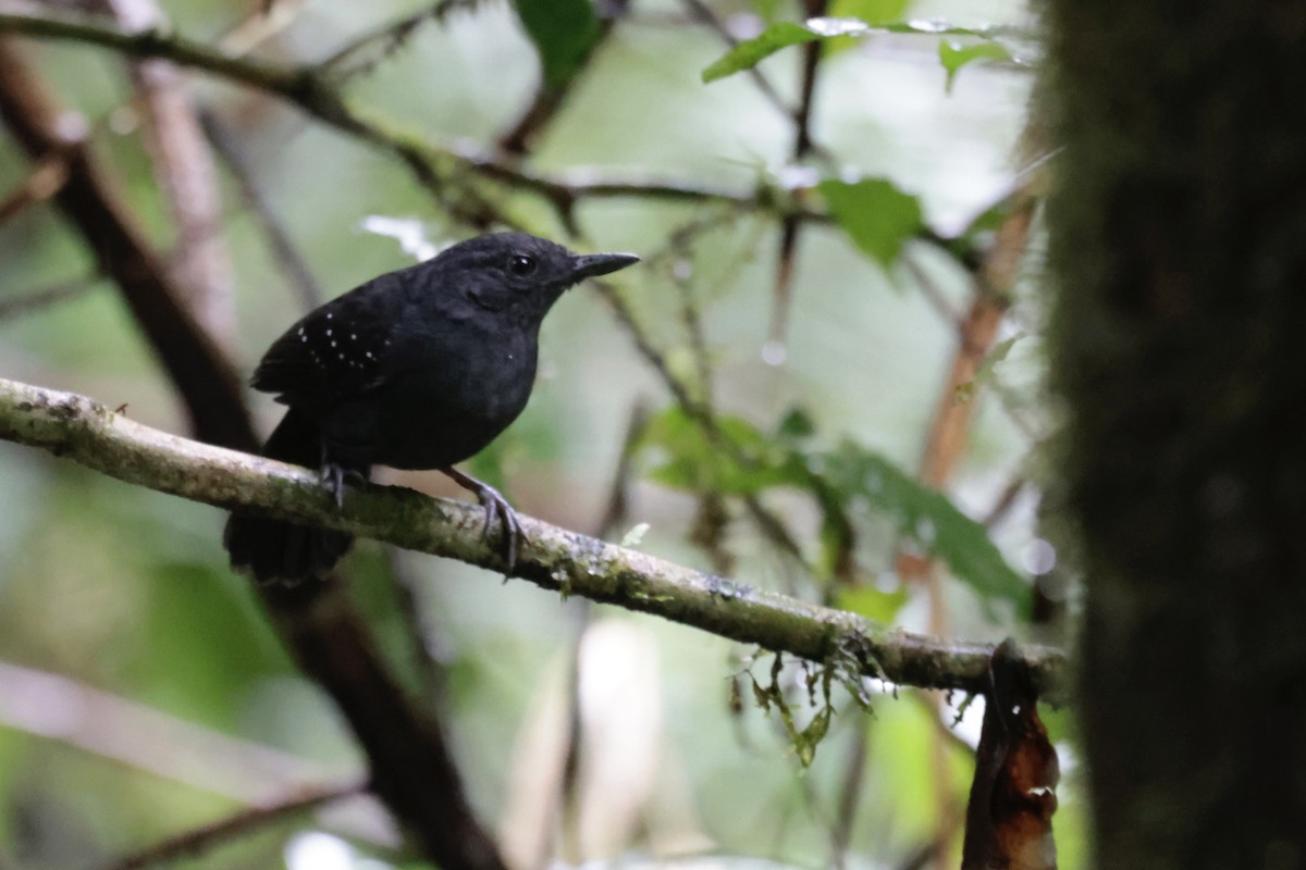 Brownish-headed Antbird - ML638334787