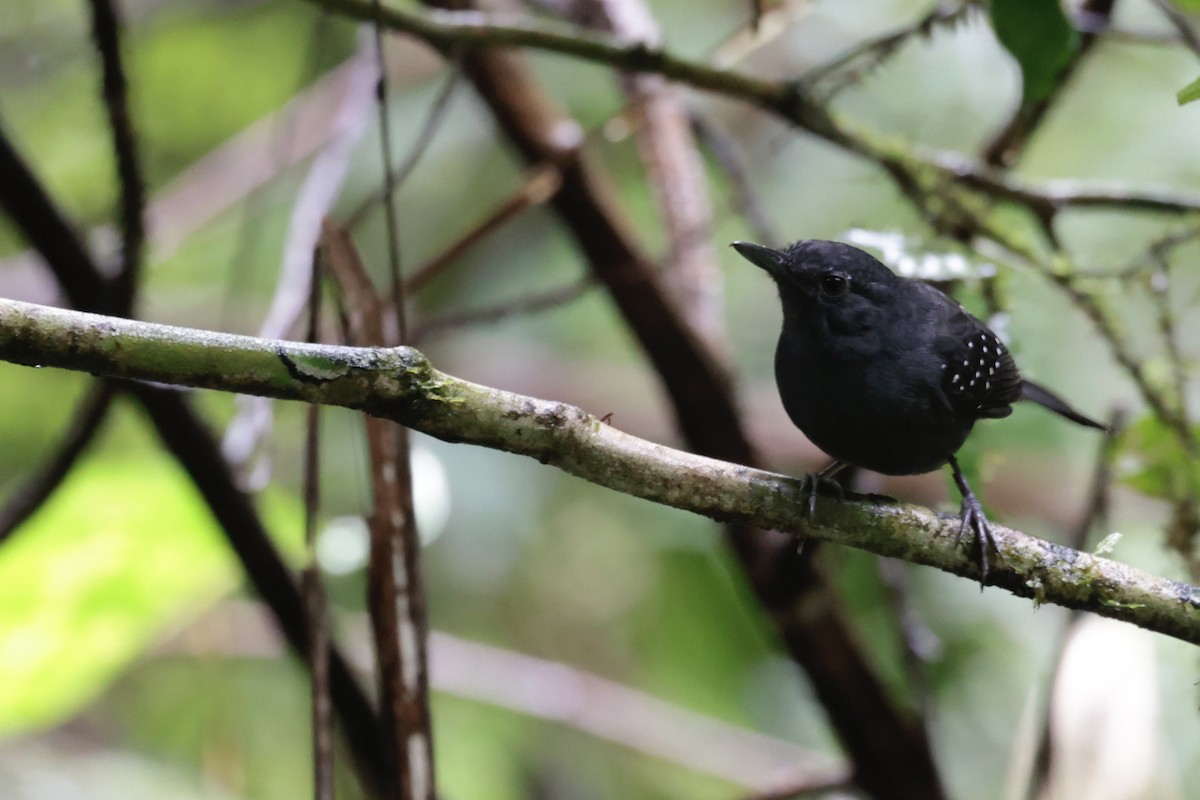 Brownish-headed Antbird - ML638334788