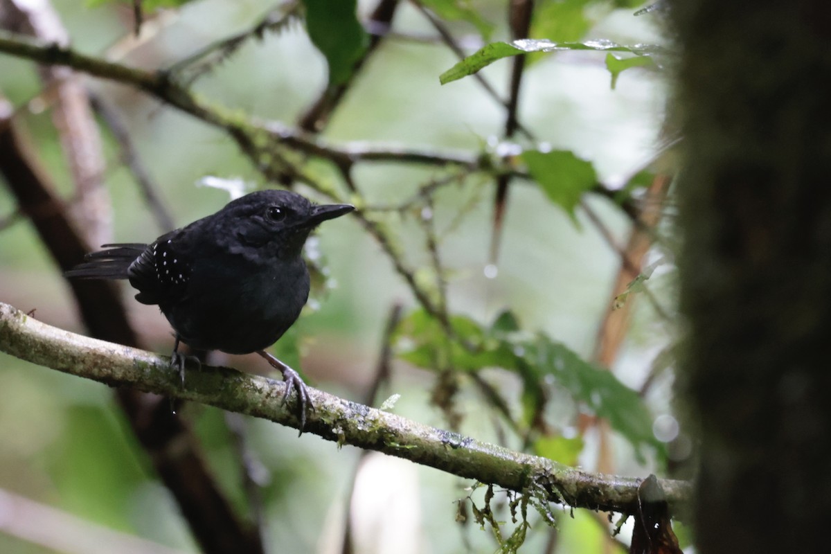 Brownish-headed Antbird - ML638334789