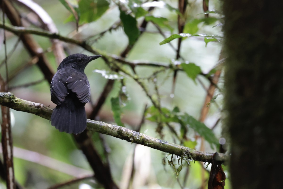Brownish-headed Antbird - ML638334792