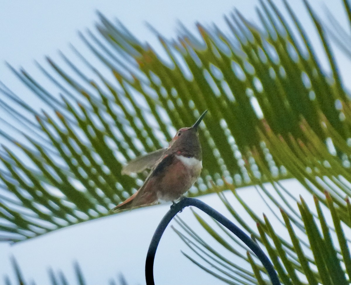 Allen's Hummingbird - ML638334801
