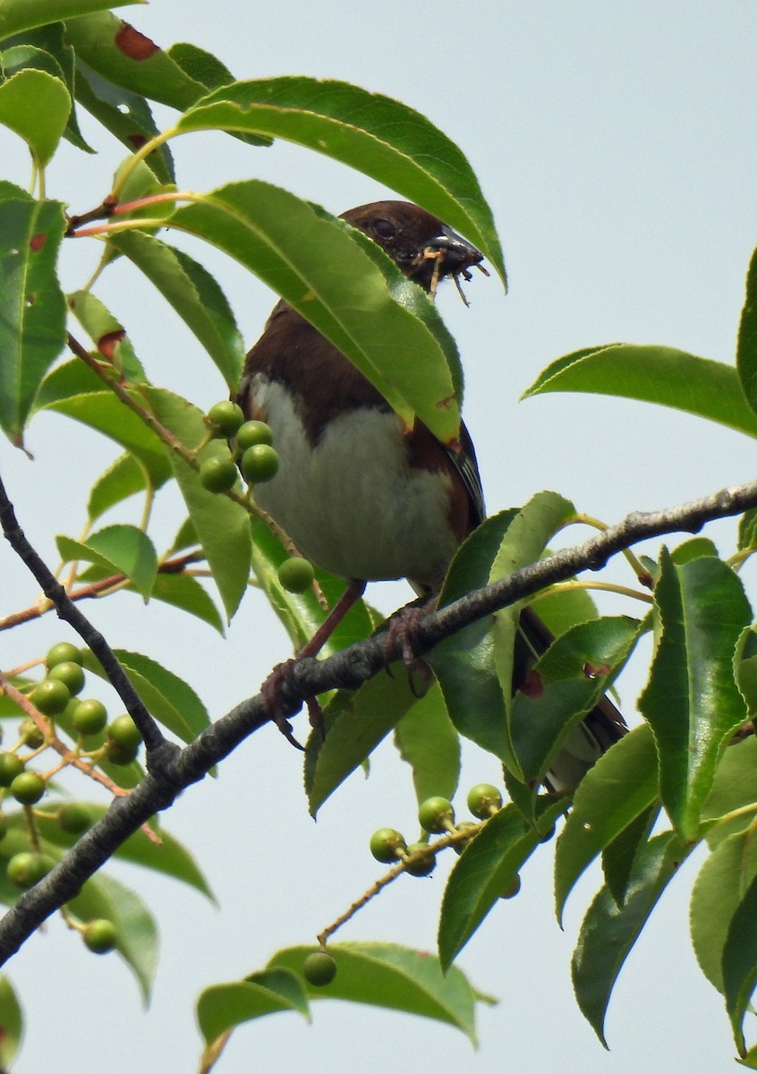 Eastern Towhee - ML638334815