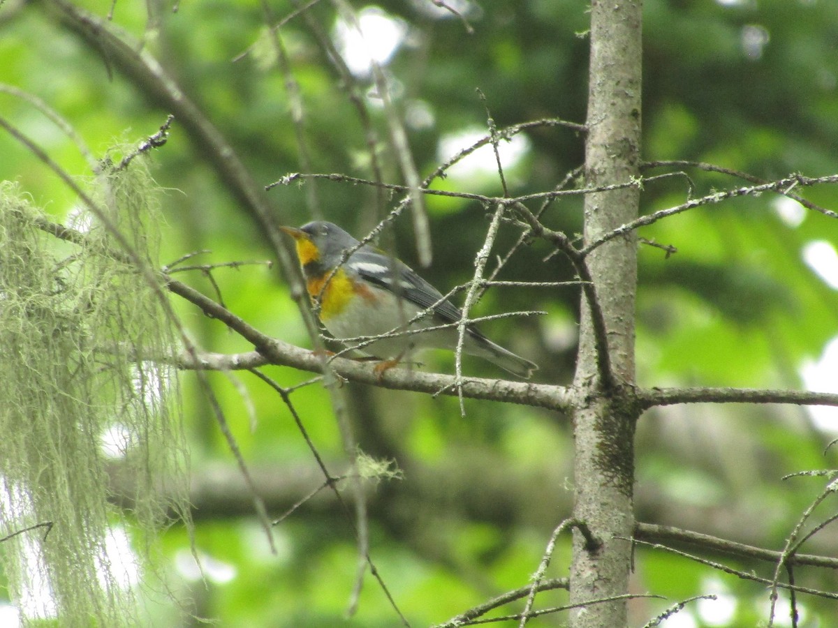 Northern Parula - ML638334819