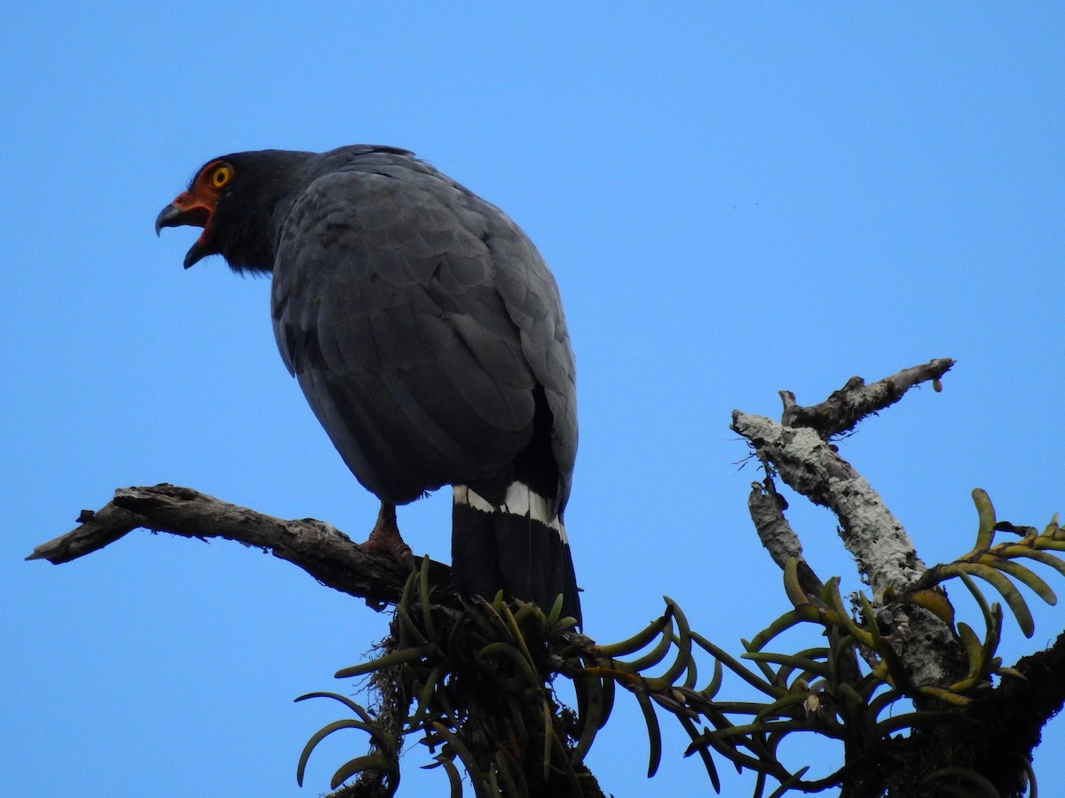 Slate-colored Hawk - ML638334820