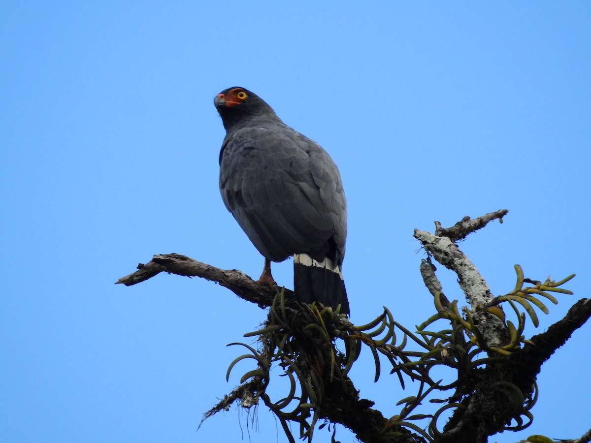 Slate-colored Hawk - ML638334836