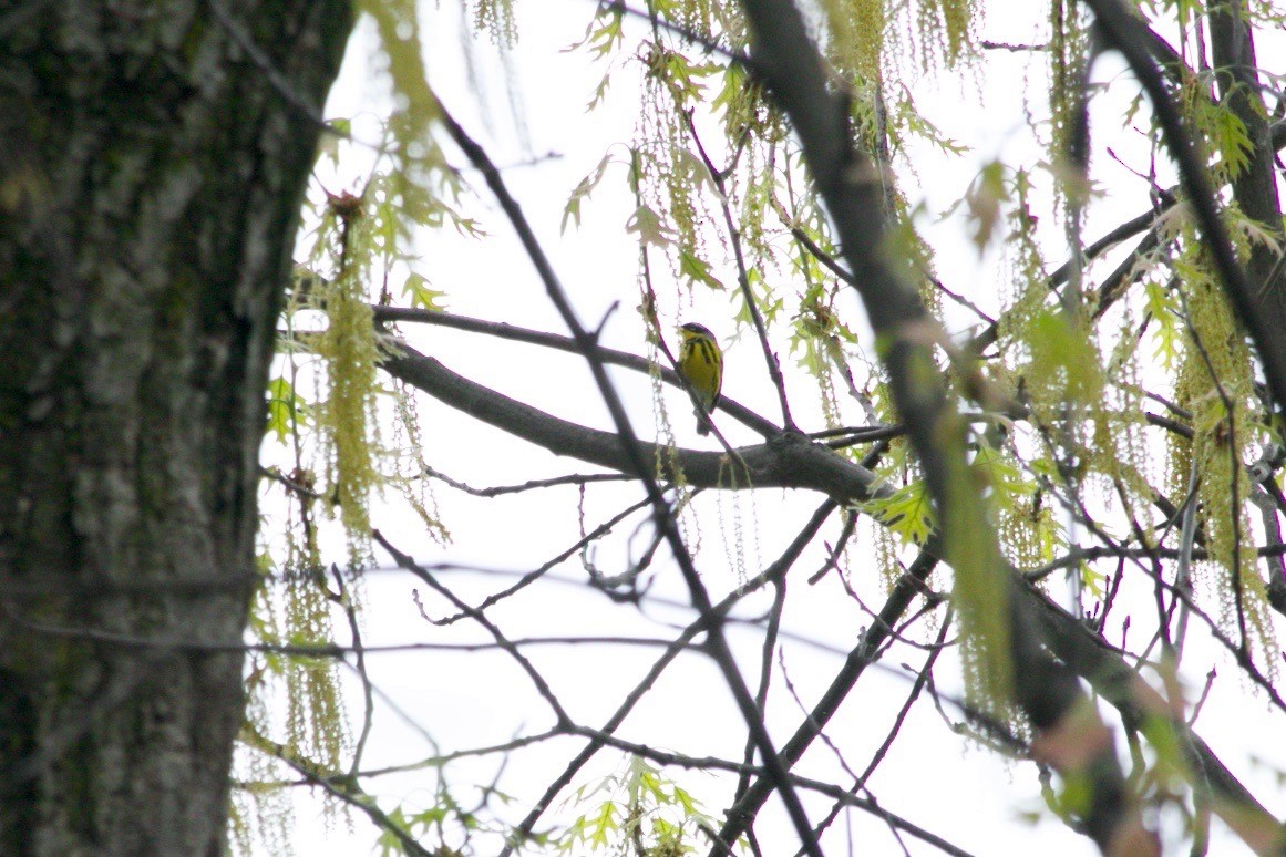 Magnolia Warbler - ML638334841