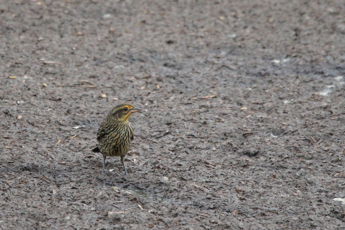 Red-winged Blackbird - ML638334844
